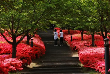 高丽大学