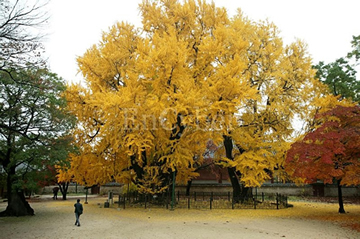 成均馆大学